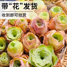 �ļ�����ɽ��õ��ˮ���ҾƱ���Ү�_�u������򻨾G����ֲ������