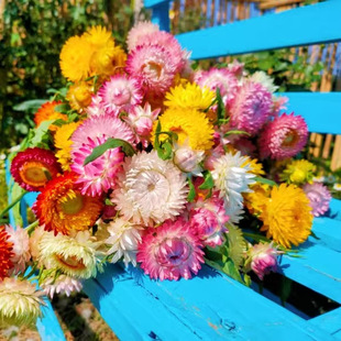 Wax Chrysanthemum Seeds, Wax Chrysanthemum, Colorful Crisp Chrysanthemum Seeds, Dry Cut Flowers, Indoor and Outdoor Balcony Potted Plants, Sown in Spring
