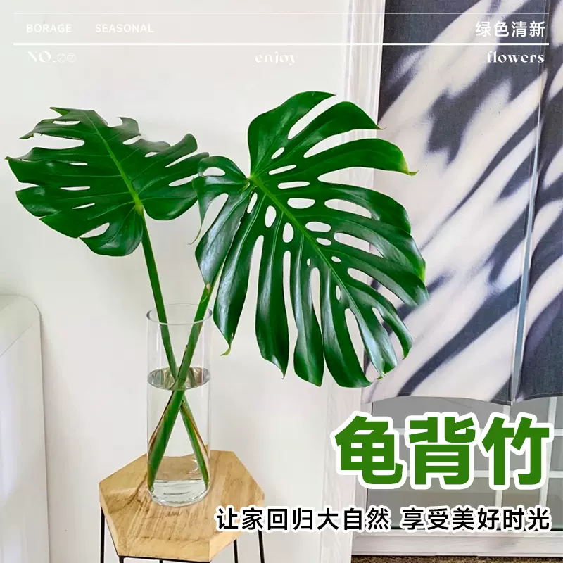 精品老桩大叶龟背竹盆栽花卉绿植好养活室内除甲醛办公室水培植物