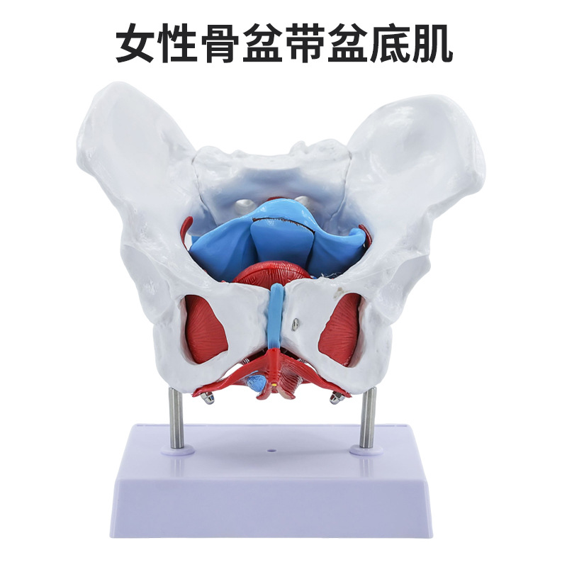 Ů�Թ���ģ����׼�ģ�� �ӹ��������� ��Ѫ�� �ṹ������չʾ