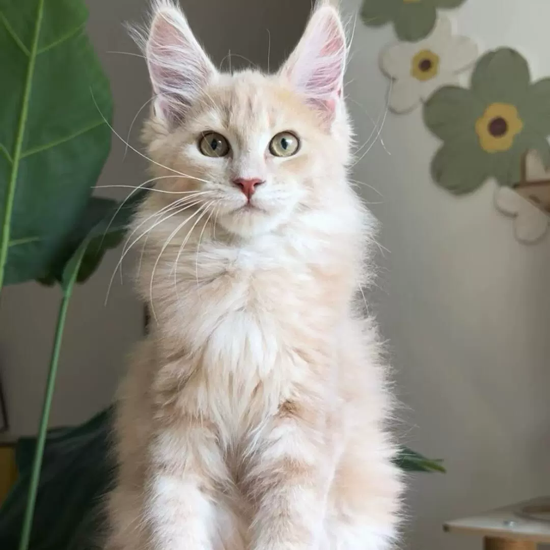 纯种缅因猫幼猫烟灰黑棕虎斑缅因长毛猫宠物猫咪活体活体宠物猫崽