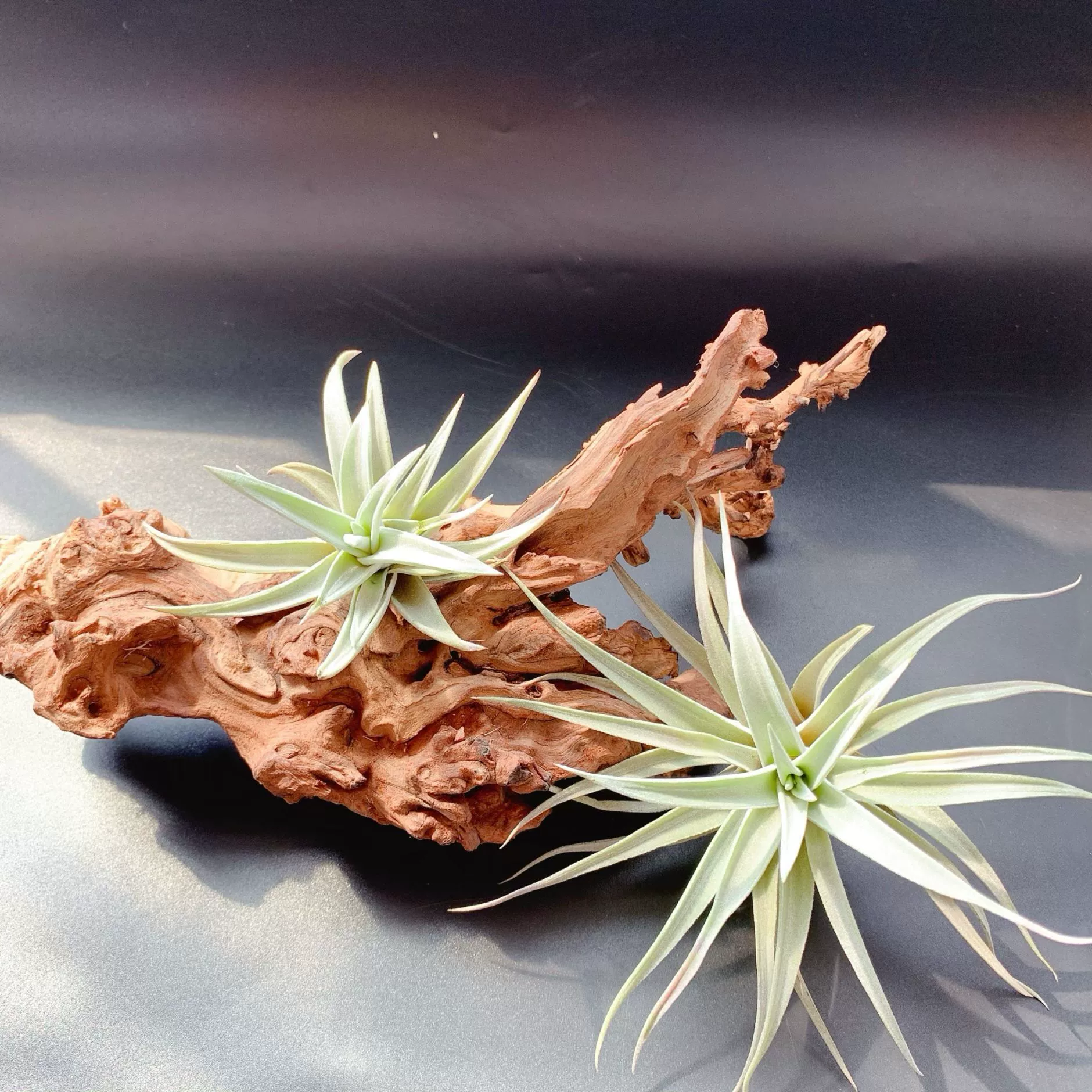 Производитель серии «Серебряный лист» Harris T. harrisii, прямые поставки, доставка на базе, воздушное питание, безземельное выращивание ананасов.