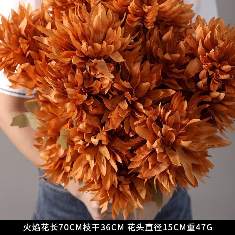 화염 국화