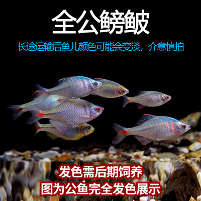 フナ、観賞魚、冷水魚、ネイティブ魚、カラフルなハイボディ、生きた小型淡水魚|undefined