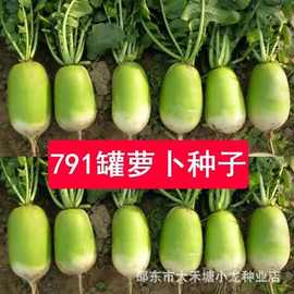 791罐萝卜种子耐热耐寒秋冬季青头萝卜露头青萝卜籽蔬菜种孑
