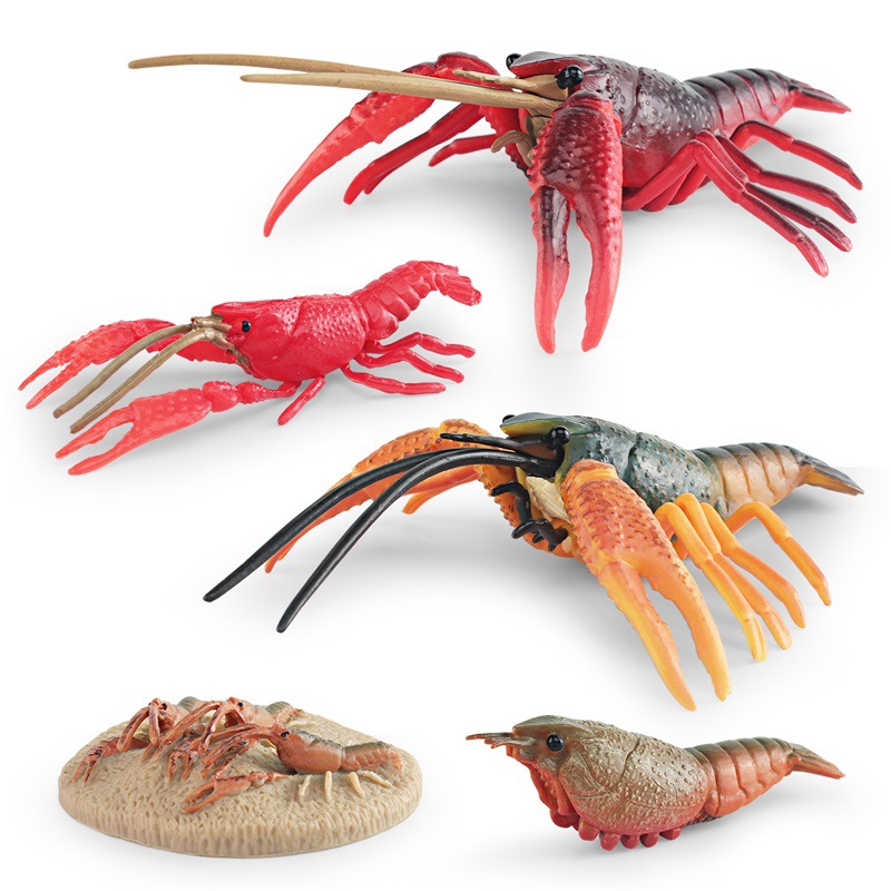 Simulación de exportación transfronteriza animal marino modelo de ciclo de crecimiento de langosta proceso de crecimiento de cangrejos de Río decoración estática juguete