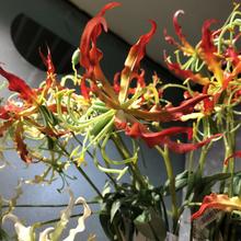 保湿软胶仿真嘉兰火焰百合花假花装饰花艺绢花艺术田园空间美陈仿