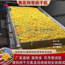 菊花大型自动输送烘干机 网带式野菊花风干机 工业用菊花烘干设备