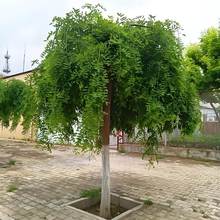 צͥԺ·еG紹ͥԺS𻱘