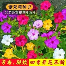 跨境茉莉花种子多年生四季栽易种植物紫茉莉夜来香地雷花浓香花种