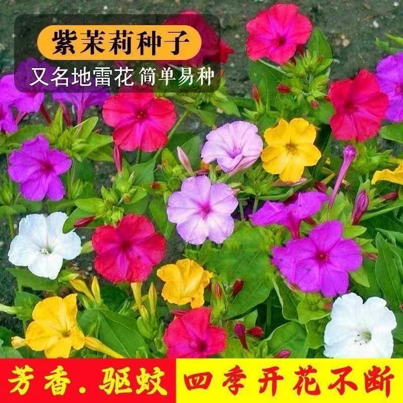 跨境茉莉花种子多年生四季栽易种植物紫茉莉夜来香地雷花浓香花种