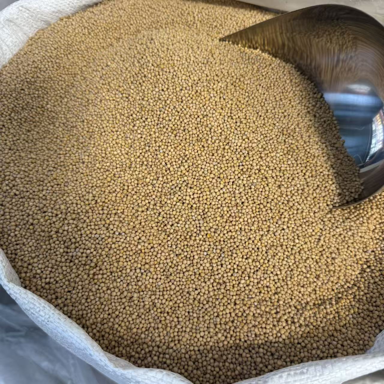 White Mustard Seed Bai Jie Zi 500g Dried Herbal Granules for Traditional Decoctions quality and texture