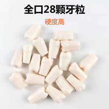 牙科练习牙粒树脂散牙齿 仿真树脂牙粒 离体牙 全口28位/32位牙粒