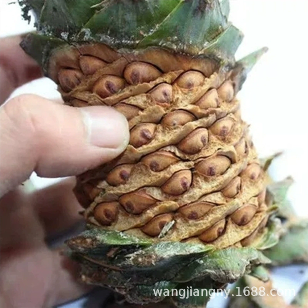 Бразилия кедровые орехи саженцы Корейская сосна северо-востоке слоновой кости Сосновые семена саженцы орехи саженцы сосновых плодов могут быть в горшках