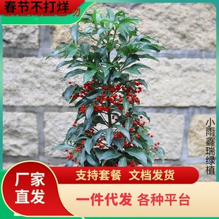 һ�����lϲ�ֲ�︻�F�Ѽt�����S���f���҃������ԾGֲ���F���ͺ�