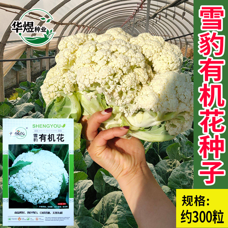 研优雪豹有机花白菜花种子松花菜花椰菜种籽菜农农家蔬菜种孑 阿里巴巴