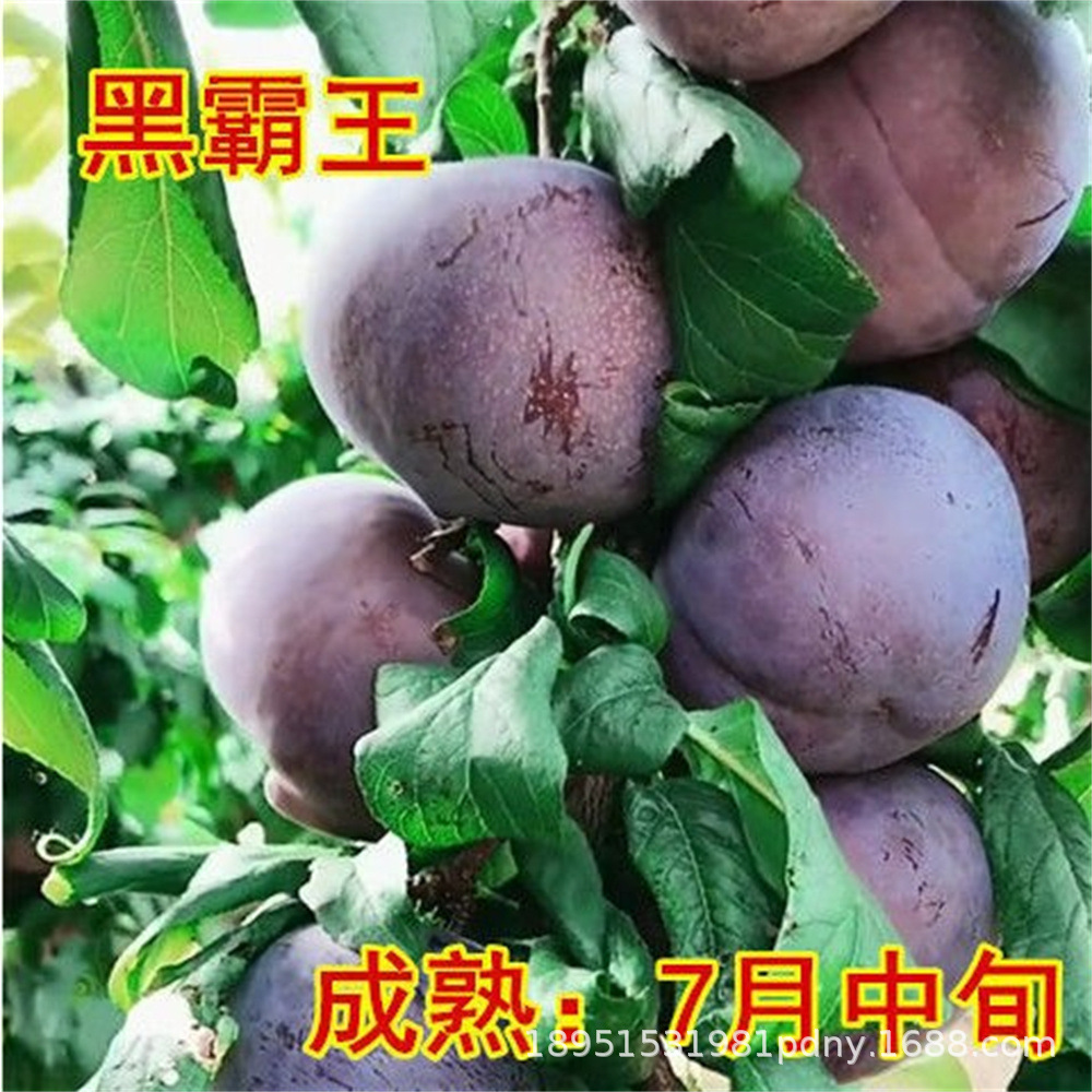 李子树中国黑李树苗黑蜜李大黑李早熟黄肉地栽种植当年结果果树苗