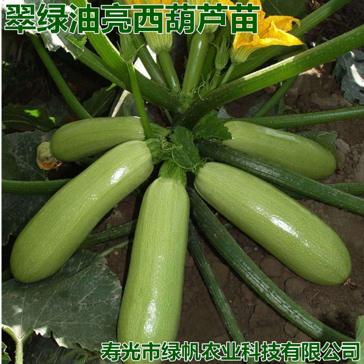 Зеленые красивые саженцы огурцов Саженцы зеленых огурцов Shoudao Овощные саженцы