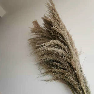 Factory Dried Flowers Iron Reed Reed Dried Reed Wedding Decoration Nordic Wind Big Reed Photo Props Dried Flowers