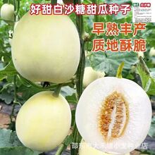 超甜白沙糖甜瓜种超甜早熟香瓜籽白沙蜜甜瓜可四季高产甜瓜籽水果