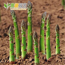 芦笋种子秋季蔬菜种子家庭种植阳台庭院盆栽阳台四季高端保健种菜