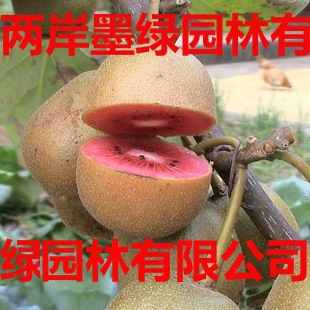 Саженцы киви с красным сердцем посажены в горшки на севере и юге, а саженцы киви с желтым сердцем посажены в землю. Рассада фруктовых деревьев дает урожай в том же году.