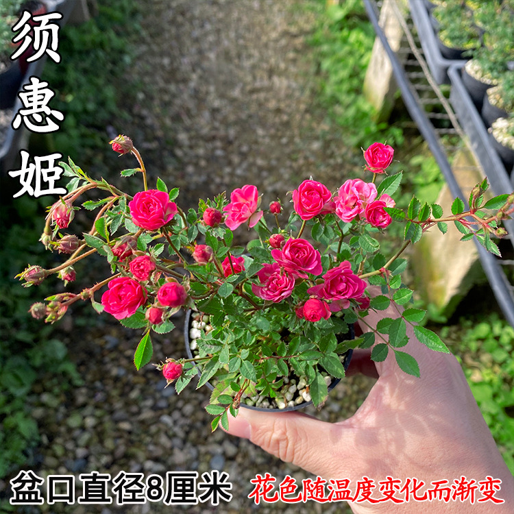 ��������2