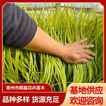 基地供应庭院绿化水生金叶石菖蒲 草花地被植物金线菖蒲