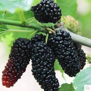 Fruit Mulberry Seedlings, Raspberry Seedlings, Mulberry Seedlings, Ground Potted Silkworm Cultivation, Four-Season Fruit Tree Seedlings, Mulberry Saplings Planted in the South and North