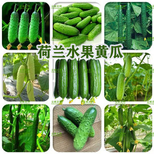 һ�����lˮ���S�ϷN����Ʒ�Nժ������ͥ�߲˷Nֲ�ڸк�Ʒ�|������