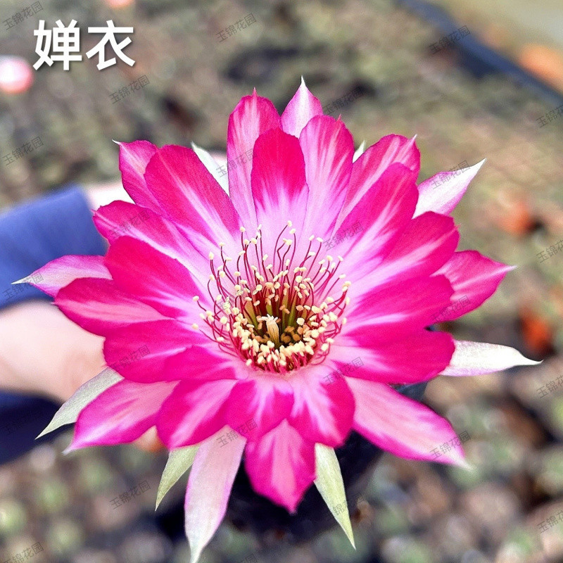 ●■Chanyi 3-5cm - 무작위 장난감 1개 보내기■●