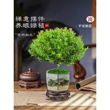 小叶赤楠老桩盆景苗植物金丝楠木办公室内桌面小盆栽紫檀四季好养