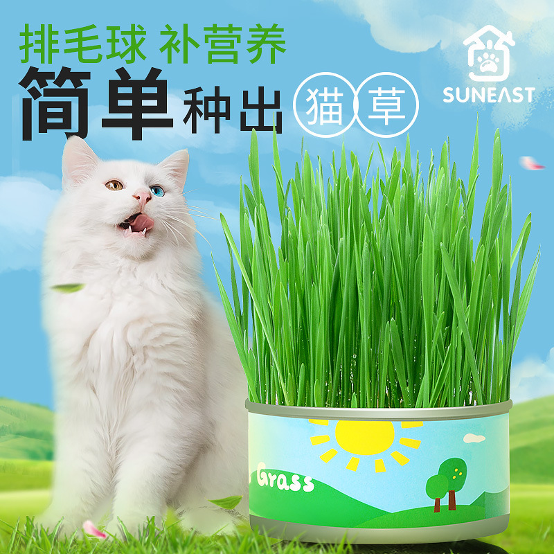Canned Cat Grass Lazy Wheat Seeds Soilless Hydroponics Potted Hair Removal Hair Ball Catnip Snacks Cat Supplies