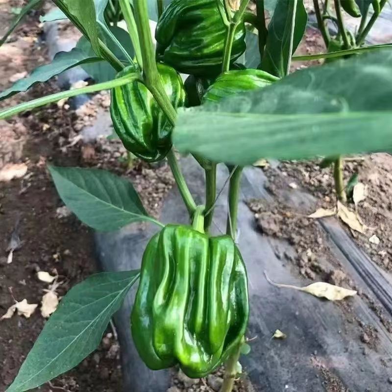 麻椒薄皮辣椒蔬菜种子秧苗四季种苗麻椒麻辣青椒灯笼椒种籽口感好-阿里巴巴