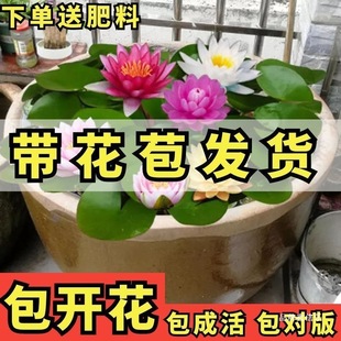 ˯ɏ��������˯ɏ�������ԑ��������ɏ�ɻ�ɏ��ˮ�໨��ֲ����