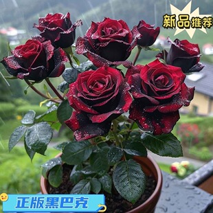 [Genuine Black Buck] Chinese Rose Seedling Potted Garden Rose Big Flower Rose European Moon Balcony Blossoms in Four Seasons
