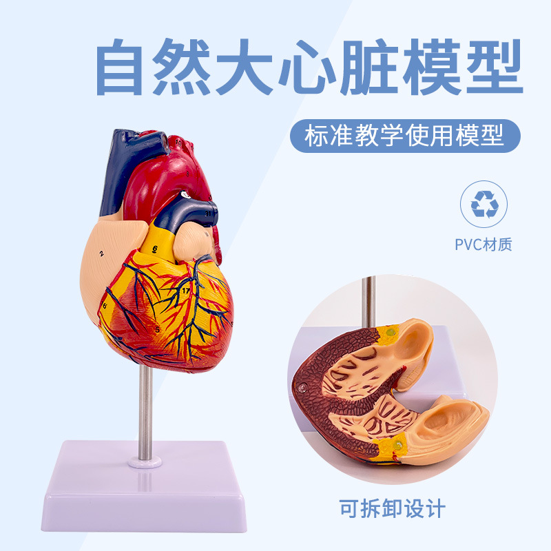 Realistic physiological removable medicine heart