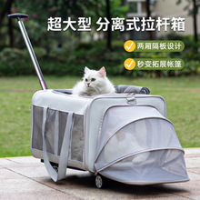 DODOPET�����������Яèè ������������ ͸�����۵� è������