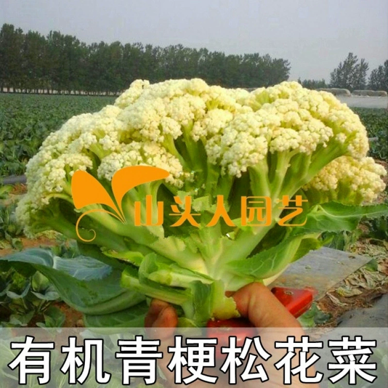 Органические зеленые семена цветной капусты 65 дней 80 дней 100 дней 120 дней цветная капуста белая цветная капуста семена овощей