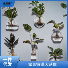 壁挂花瓶水培墙壁创意绿萝玻璃瓶器皿墙上贴墙挂式墙花盆挂瓶植物