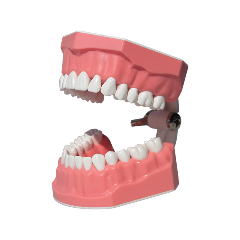 Modelo de exhibición de dientes de hendidura 28 modelos de cepillo de dientes modelo de ejercicio de ayuda didáctica de cepillo de dientes de jardín de infantes image 6
