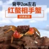 Взрослый краб Xiangshou, 1 шт. (с коробкой)