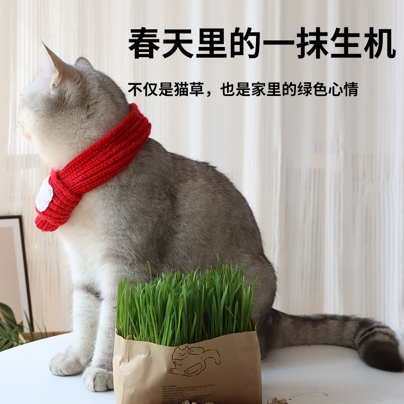 Nuevo producto pasto para gatos perezoso, trigo, cultivo sin suelo, bolsa de pasto para gatos, cabello para ayudar a la digestión, bocadillos para gatos, pasto para gatos al por mayor