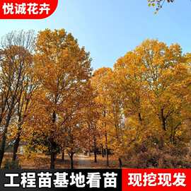 马褂木小苗批发工程绿化树木黄叶马褂木鹅掌楸 树形饱满 规格齐全