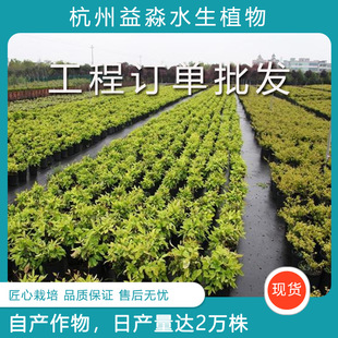 ��������ˮ��ֲ���ļ�����ͥԺ�����^��ֲ�����l ���̆Ό���