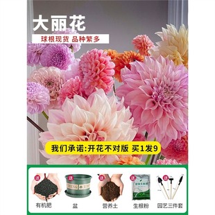 Double Dahlia Seed Bulb Perennial Four-Season Easy-To-Live Flower Potted Plant Indoor Giant Flower Seeds