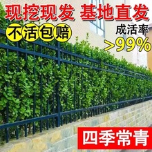 大叶北海道冬青树苗黄杨大树围墙篱笆植物四季常青庭院绿篱室外