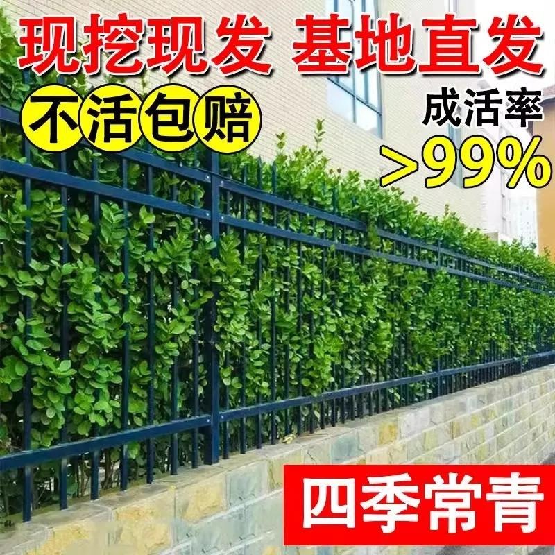大叶北海道冬青树苗黄杨大树围墙篱笆植物四季常青庭院绿篱室外