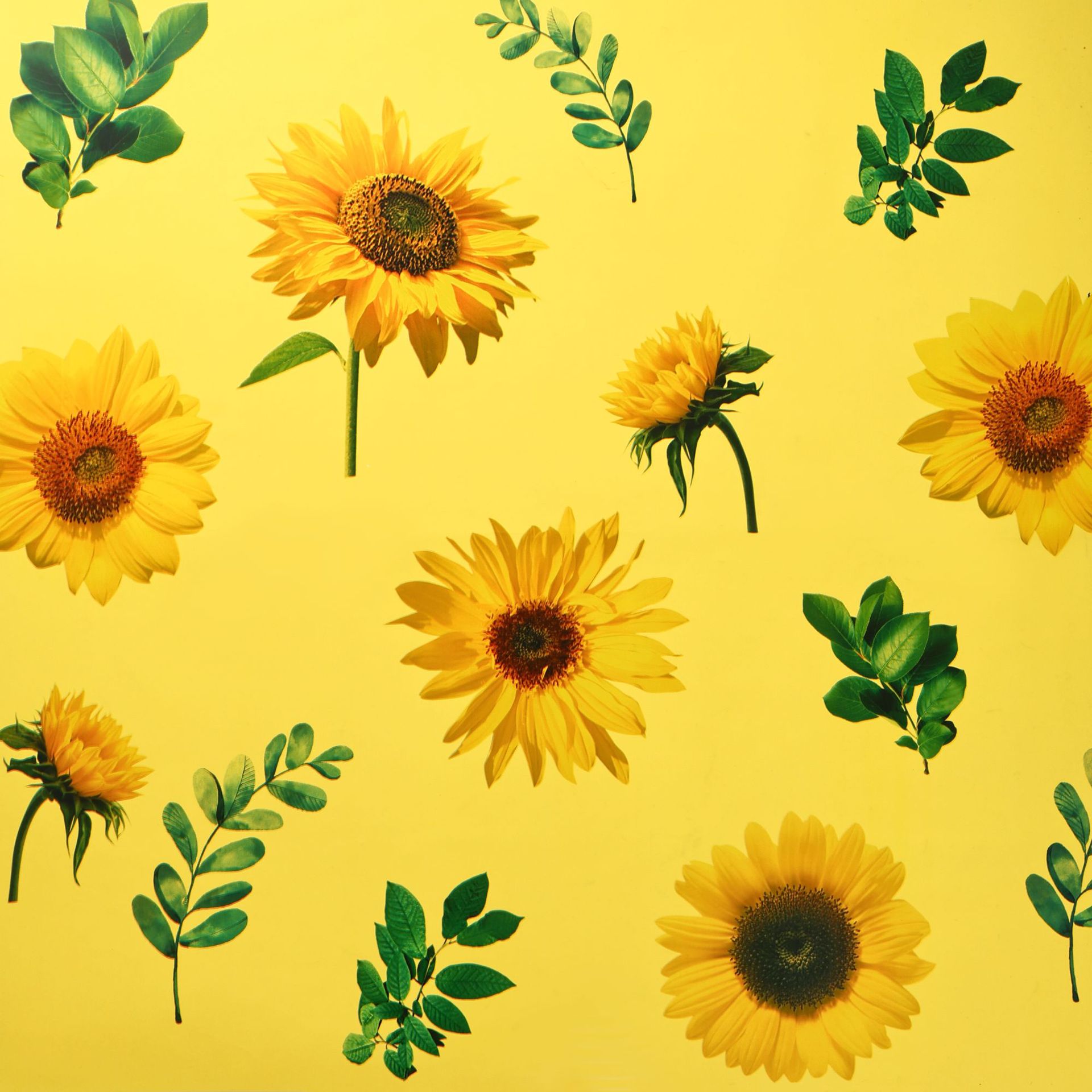 태양을 향해 태어났습니다. 57x57cm±5%