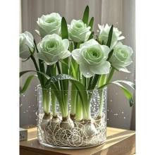 浓香型玫瑰花驱蚊虫重瓣水培耐热花卉办公室内绿植盆栽